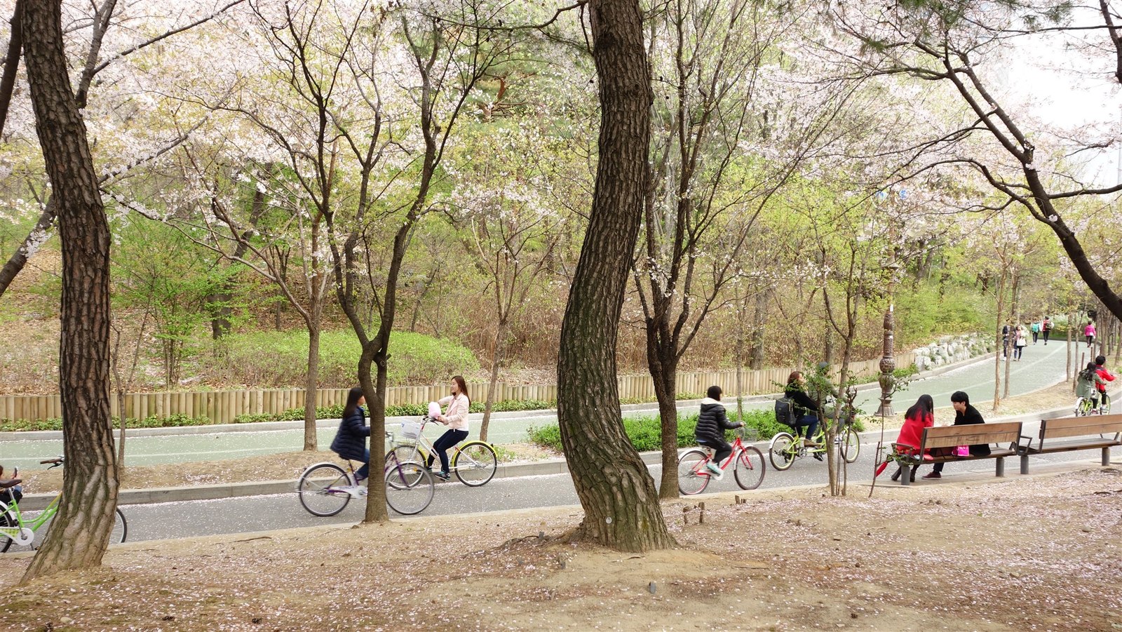 Cyclists riding together through Yeouido Park in Seoul