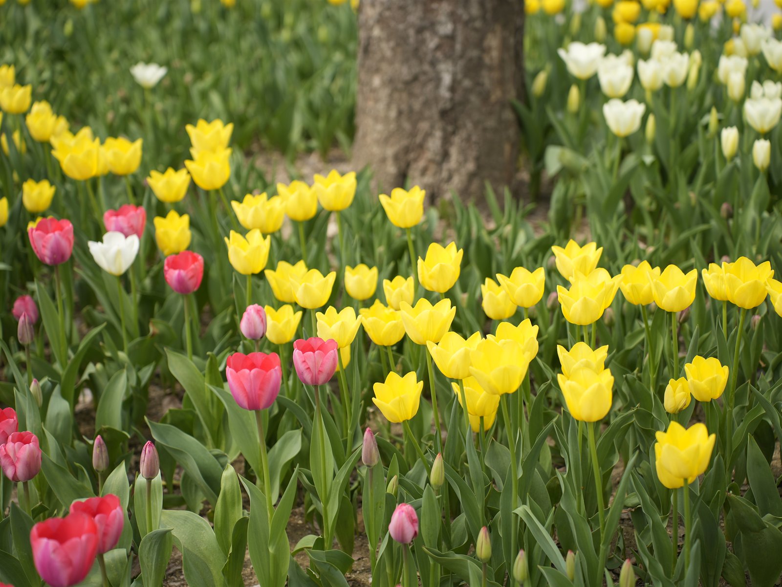 Tulips blooming in Seoul Forest in spring