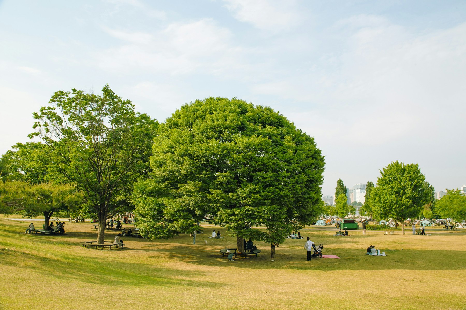 People relaxing beneath green trees at Yeouido Hangang Park in early summer